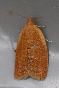 <i>Clepsis consimilana</i>