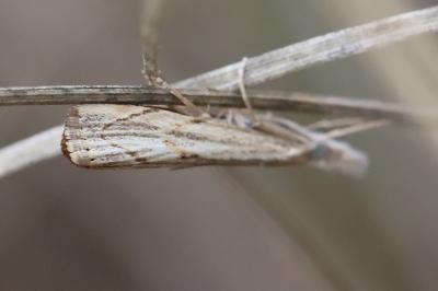 <i>Agriphila geniculea</i>