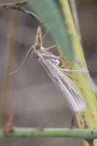 <i>Agriphila inquinatella</i>