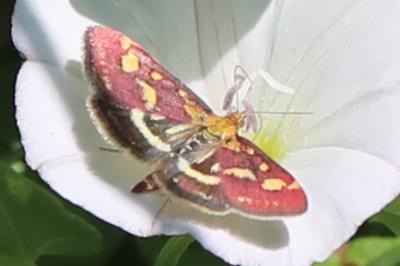 <i>Pyrausta purpuralis</i>