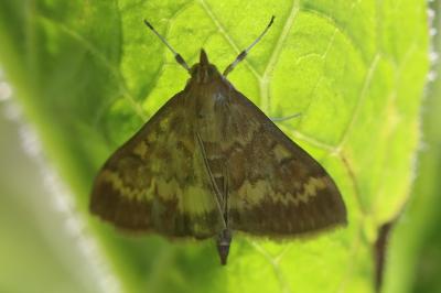 <i>Ostrinia nubilalis</i>