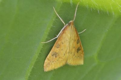 <i>Udea ferrugalis</i>