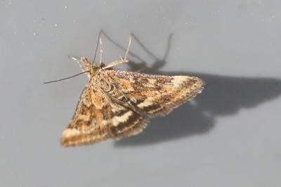 <i>Pyrausta despicata</i>
