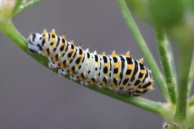 Machaon 