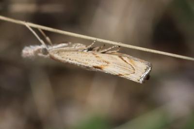 <i>Agriphila geniculea</i>