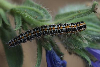 <i>Ethmia bipunctella</i>