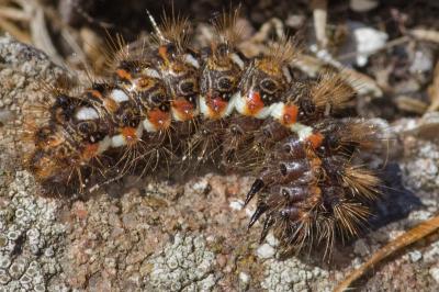 Noctuelle de la Patience 