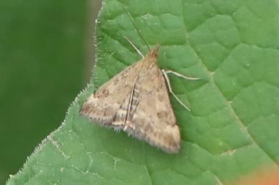 <i>Pyrausta despicata</i>
