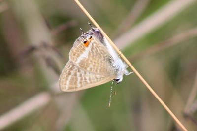 Lampides boeticus