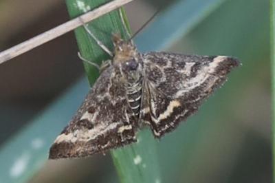 <i>Pyrausta despicata</i>
