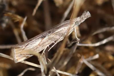 <i>Agriphila geniculea</i>