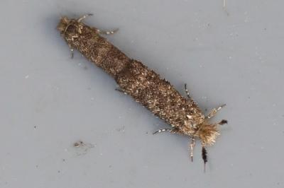 <i>Ochsenheimeria taurella</i>