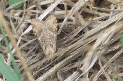<i>Nomophila noctuella</i>