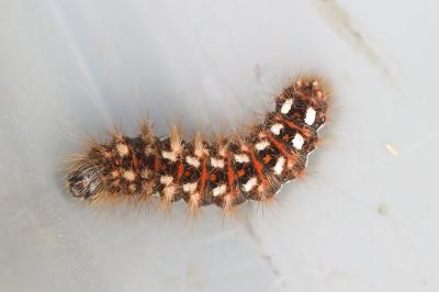Noctuelle de la Patience 