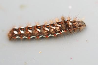 Noctuelle de la Patience 