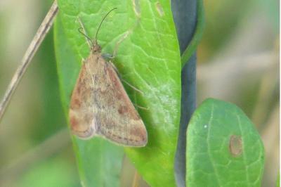 <i>Pyrausta despicata</i>