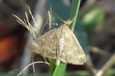 <i>Pyrausta despicata</i>