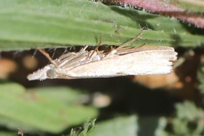 <i>Agriphila geniculea</i>