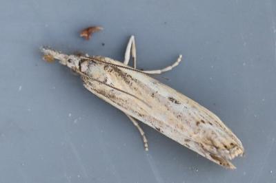 <i>Agriphila geniculea</i>