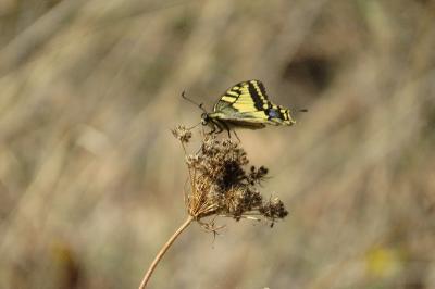 Machaon 