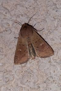 Noctuelle lythargyrée 