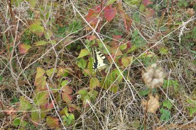 Machaon 
