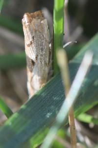 <i>Agriphila geniculea</i>