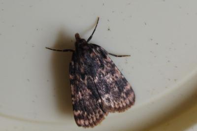 <i>Aglossa caprealis</i>