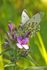 <i>Anthocharis cardamines</i>