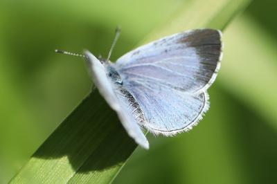 Celastrina argiolus