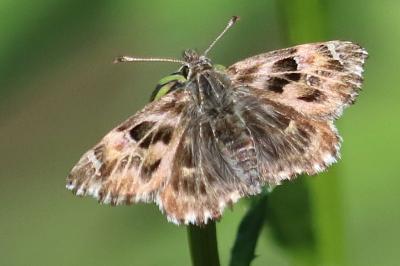 <i>Carcharodus alceae alceae</i>