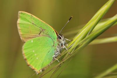 <i>Callophrys rubi</i>