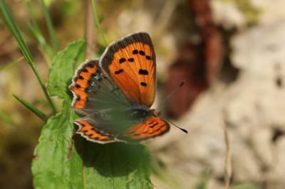 <i>Lycaena phlaeas</i>