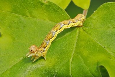 <i>Erannis defoliaria</i>