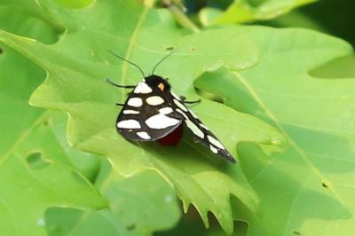 <i>Arctia villica</i>