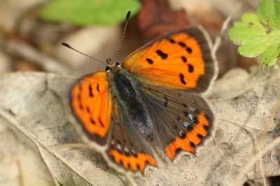 <i>Lycaena phlaeas</i>
