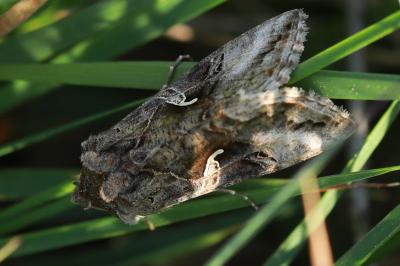 <i>Autographa gamma</i>