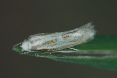 <i>Elachista</i>