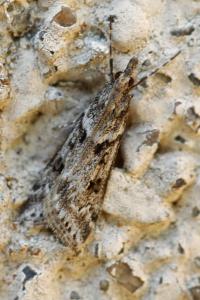 <i>Eudonia angustea</i>