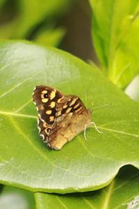 <i>Pararge aegeria</i>