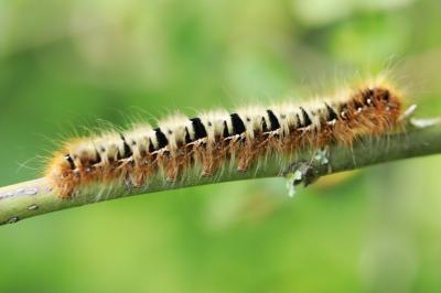 Lasiocampa quercus