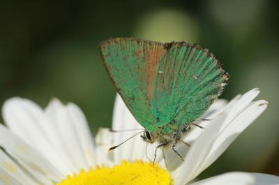 <i>Callophrys rubi</i>