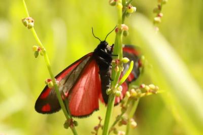 <i>Tyria jacobaeae</i>