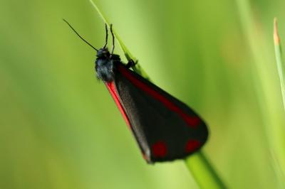 <i>Tyria jacobaeae</i>