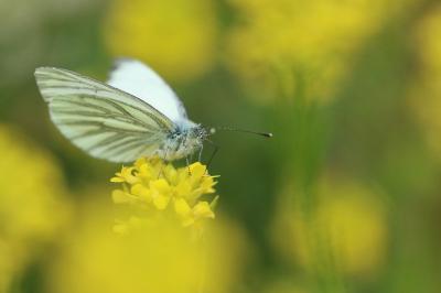 <i>Pieris napi</i>