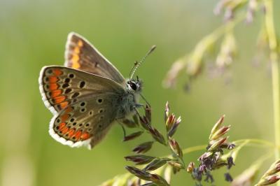 <i>Aricia agestis</i>