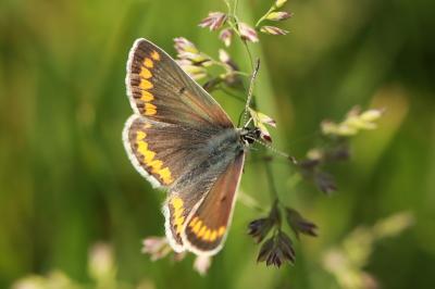 <i>Aricia agestis</i>