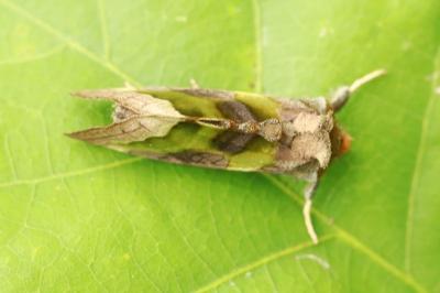 <i>Diachrysia chrysitis</i>