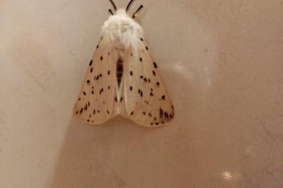 <i>Spilosoma lubricipeda</i>