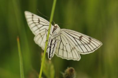 <i>Siona lineata</i>